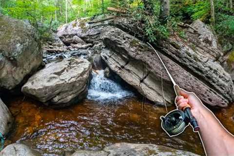 Small Creek Fly Fishing Heaven! (Trout Fishing)