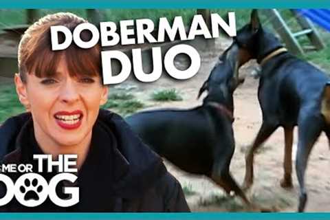 Doberman Duo Locked Up 6 Hours a Day! | It's Me or The Dog