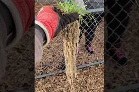 You CAN'T Grow Grass In Sand...
