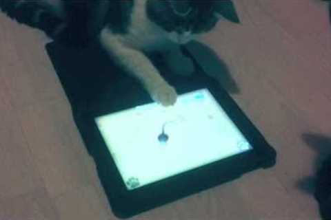 Game for Cats  There's an app for that