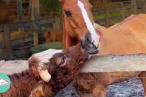 These Animal BFFs Ruin Every Darn Stereotype | Cuddle Buddies