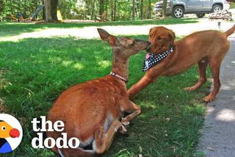Deer Brings Her Babies To Meet Her Dog Best Friend Every Spring! | The Dodo Odd Couples