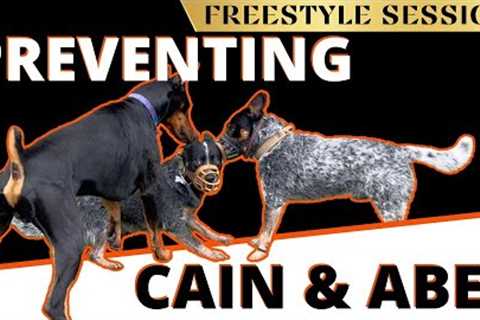 Brothers go from Hatred to Love - Eliminating Conflict in your Home - Learn how to Unite your Dogs.
