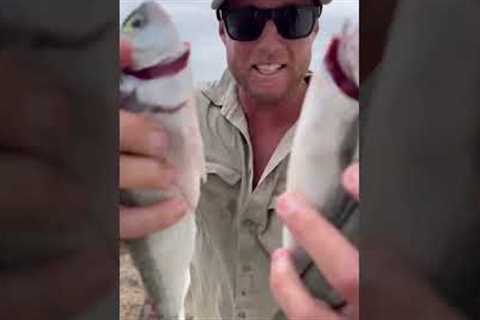 Mini CATCH AND COOK delicious fish on the beach