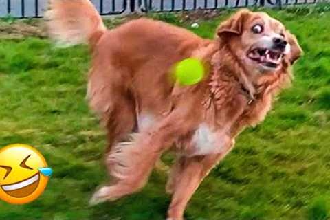 Funny Animal Videos 2023 🥰 - Funniest Dogs and Cats Videos 😁 #6
