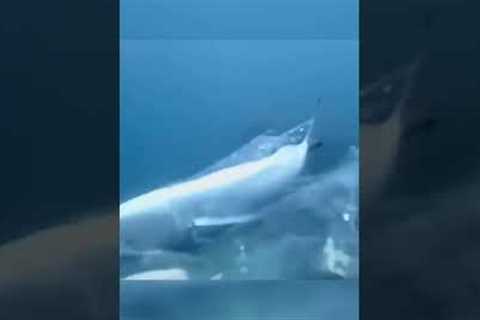 scuba diver makes great save…