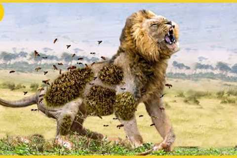 15 Wildest Attacks Caught On Camera