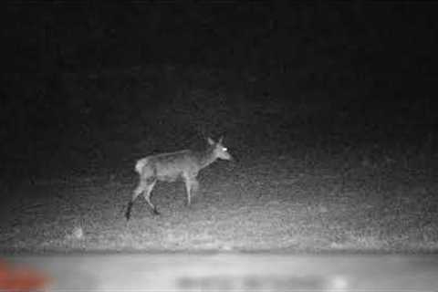 Trail Camera Test, Halsnøy, Norway - Deer &amp; Elk