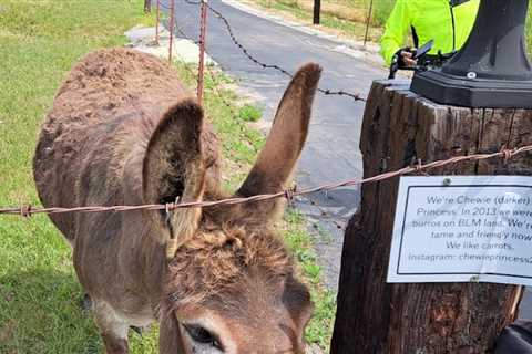 Ride to see the donkeys