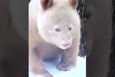 This National Park Just Captured The World's First &amp; Only Albino Panda #shorts