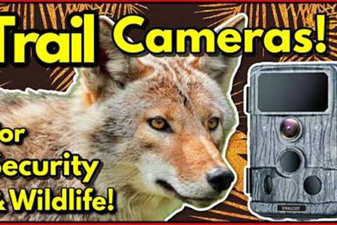 Best Trail Cameras - Great for Security &amp; Wildlife! Get Fantastic Wildlife Footage with a Trail ..