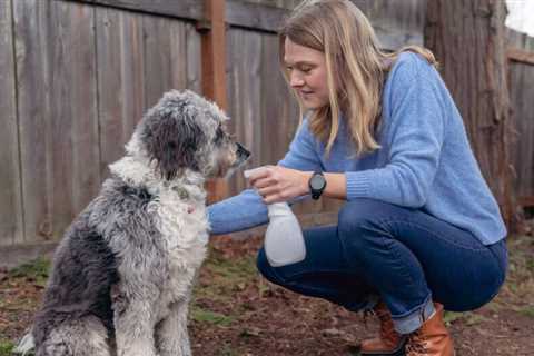 How to Get Rid Of Fleas on a Dog Natural