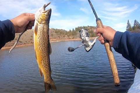 Fishing a Mountain Lake for RAINBOW and TIGER TROUT! (Catch &amp; Cook)