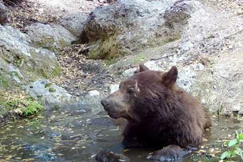 Spa day for this Arizona black bear:  Trail camera check
