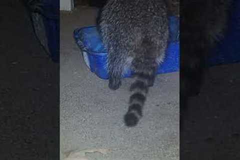 Trail Camera Raccoon and Skunk #8
