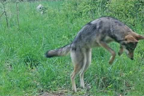 Trail Camera Video Montage of Wildlife in the Alleghany Highlands - Jumping Coyote