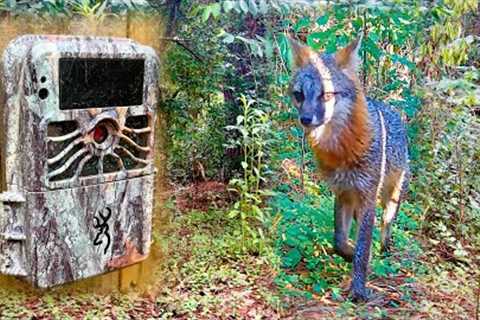 What's Sneaking Behind My House? (Trail Camera)
