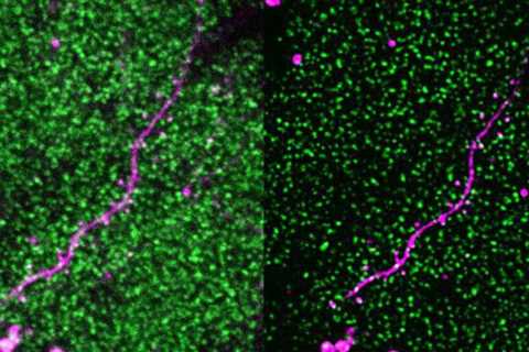 Scientists are using machine learning to see how the brain adapts in different environments