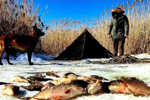 Ice Fishing - Carp Fishing in Frozen Lake, Winter Camping with My Dog, Nature Documentary, Asmr