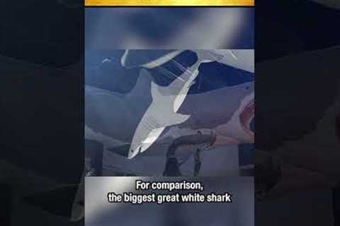 The Megalodon Was the Biggest Shark Ever