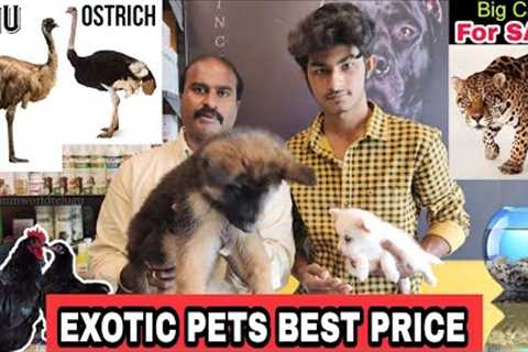 ALL EXOTIC PETS at Best Price 😱🔥 All India Delivery available