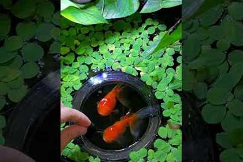 How to become a FULL TIME Fish Keeper