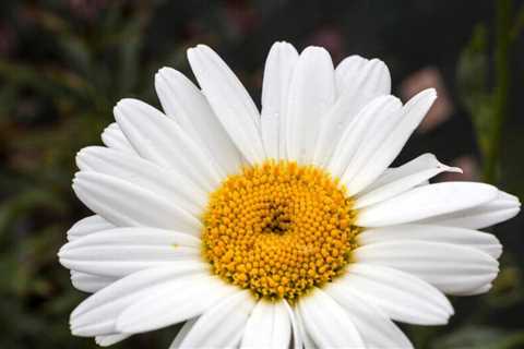 Ten types of daisies to add to your perennial garden