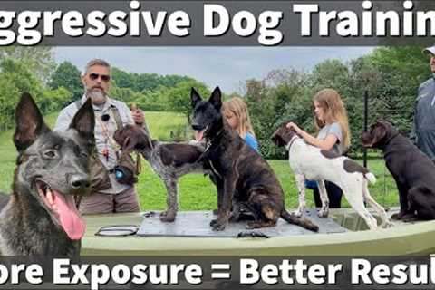 Aggressive Dog Training | More Exposure (Training Volume) Equals Better Results