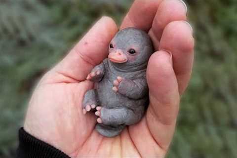10 Cutest Exotic Animals You Cannot Own As Pets