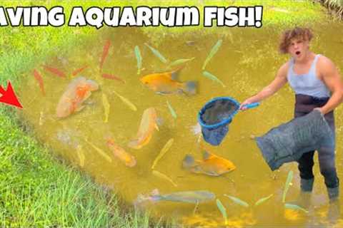 Saving FISH From Abandoned POND For My New AQUARIUM!