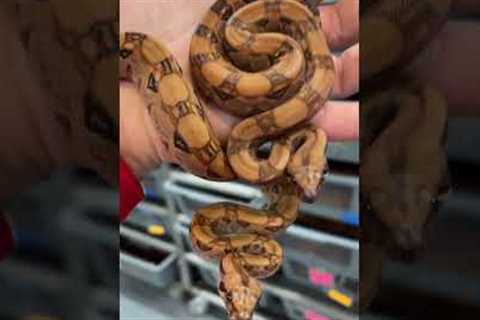 Which is your favorite? #viralshorts #snake #boa #dream #animal #reptile #pet #snakebite #snakes