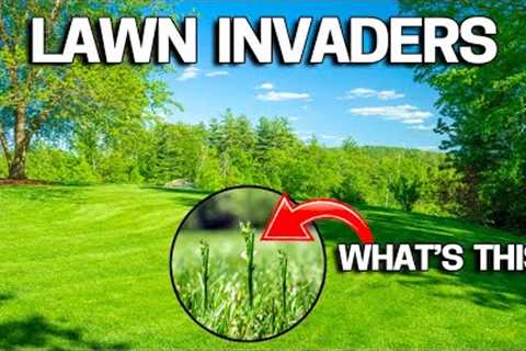 Why is my LAWN going to SEED &amp; How to STOP it?