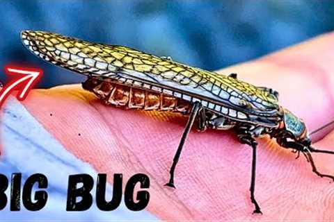 Fly Fishing Central Oregon - 3 Days (Salmon Fly Hatch)