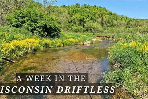 Fly Fishing for Gorgeous Wild Browns of the Wisconsin Driftless - A week of Camping and Fishing.