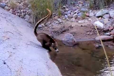 Creek Crossing Trail Camera Videos (My First Snake Video!)