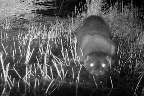 Otter trail cam videos Spring 2023