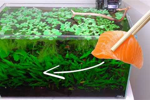 feeding salmon to the ecosystem fish tank | no water changes