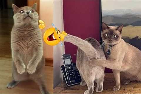 The Home The Home Pets / Funny cats and Funny dogs 2023 / HP #91
