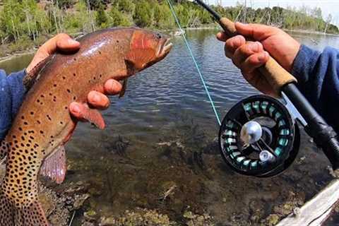 SPRING FLY FISHING for BIG TROUT!! (Cutthroat and Brook)