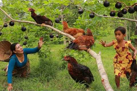 Pick Mangosteen fruit and catch many chicken in forest- Cooking chicken soup eating delicious