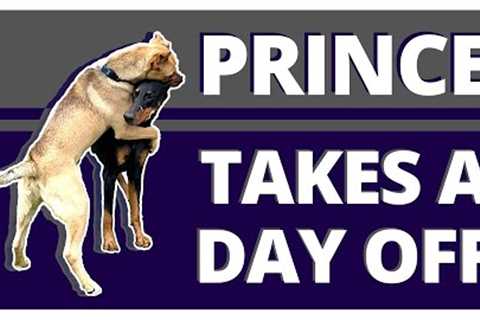 Why does Prince React this way to a Hyper Dominant Dog? Plus two Important Techniques you can use.