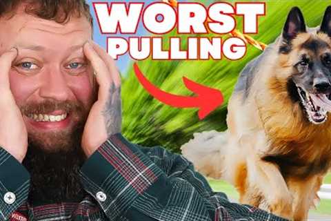 How To Stop Your Dog Pulling On The Leash...QUICK AND EASY!
