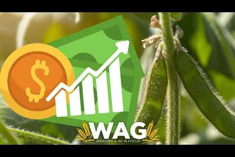 📈💰HOW will global markets impact OUR soybean crop? (6-12-23)📈💰