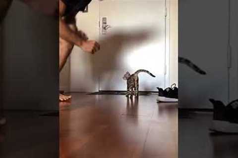Bengal Kitten Training to Be an Adventure Cat
