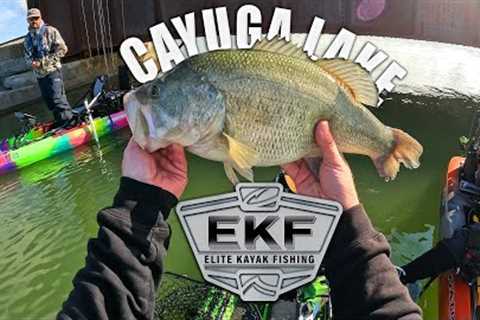 Cayuga Lake Bass Fishing EKF Tournament (GIANT BASS)