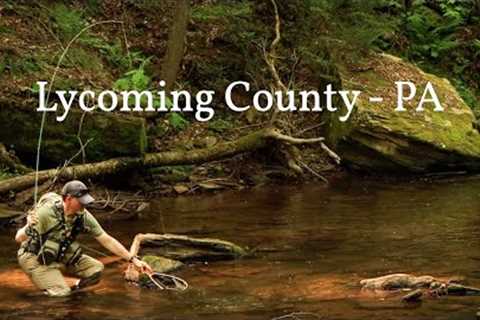 Fly Fishing a REMOTE Wild Trout Stream - Lycoming County, PA