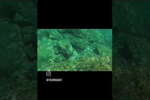 Scuba diving at Netrani Islands  @natgeo #nammakarnataka  #netranireefadventures  #tourroads