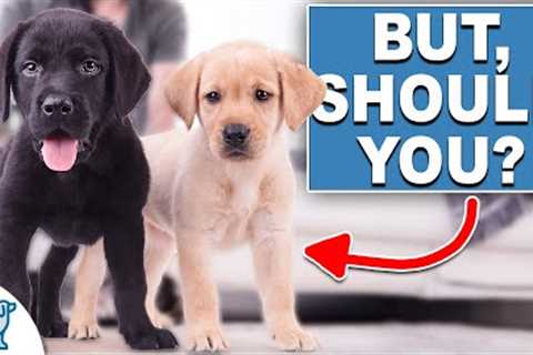 10 Things A Dog Trainer Would NEVER Do ...