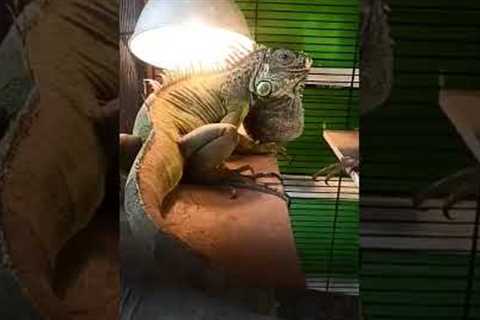 Exotic pet shop in kolathur 🤯🤯 | Kolathur fish market 💢 #shorts #exotic #pets #trending