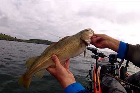 Catch and Cook Fish - COD - Easy Tasty Recipe!